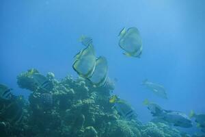 lot of large amazing orbicular batfish swimming in clear blue water photo