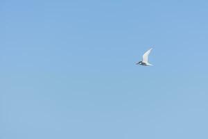 volador Gaviota a el azul cielo a el rojo mar foto