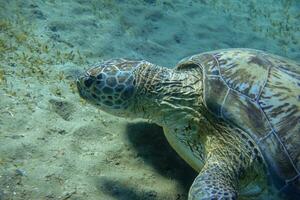 carey Tortuga comiendo algas marinas a el fondo desde el mar en Egipto detalle foto