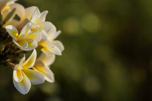 magic white and yellow fragrant blossoms from a plumeria shrub in a resort from egypt detail photo