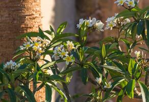 fragrant white yellow plumeria flowers at the beach in a resort on vacation photo