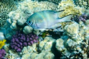 pequeño pescado nadando cerca corales a el arrecife foto