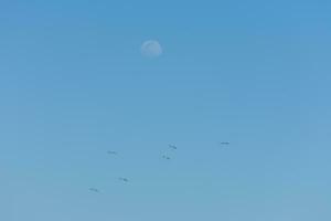 volador gaviotas a el azul cielo con el Luna a el playa en vacaciones foto