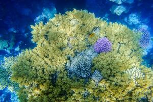 different colorful corals in the reef with dark blue in the bottom from the sea photo