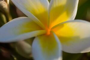 magia blanco y amarillo fragante florecer desde un plumeria arbusto en un recurso detalle foto