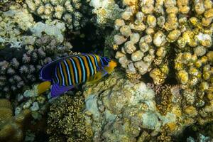 colorful royal angelfish eating at corals in the red sea photo