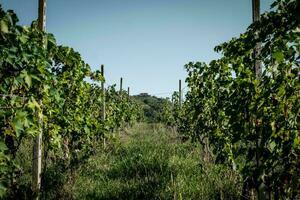 paisajes de viñedos en el piamontés lengua, en el hora de el cosecha, en el otoño de 2023. productores de italiano vino foto