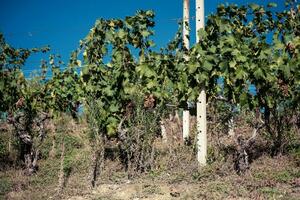 paisajes de viñedos en el piamontés lengua, en el hora de el cosecha, en el otoño de 2023. productores de italiano vino foto