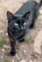 retrato de un calle negro gato con verde ojos caminando a lo largo el calle en el pueblo foto