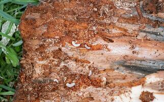 maggots and larvae on a piece of rotten wood photo