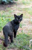 street black cat with green eyes walks along the street in the village photo