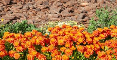 crisantemos de colores jardín campo, verano planta Fresco flora al aire libre. ai generado. foto