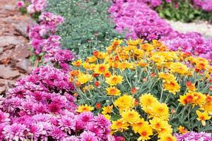 Chrysanthemums colored garden field, summer plant fresh flora outdoors. AI generated. photo