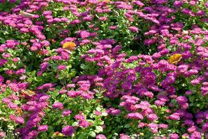 crisantemos lila de colores jardín campo, verano planta Fresco flora al aire libre. ai generado. foto