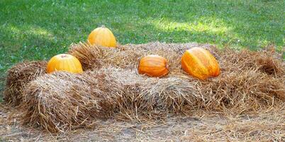 Autumn farm composition of natural group of pumpkins on dry straw and green grass. AI generated. photo