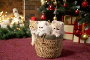 Tres británico chinchilla gatitos son sentado en un cesta debajo un Navidad árbol con regalos foto