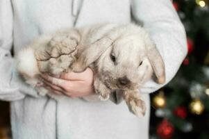 A fluffy gray lop-eared rabbit sits in the hands of a man near a Christmas tree photo