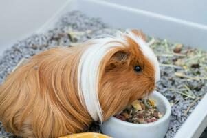 de pelo largo Guinea cerdo come comida en un jaula con baño relleno foto