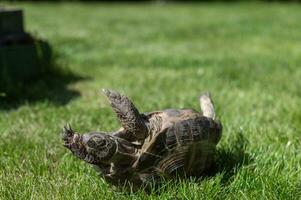 el tierra tortuga tiene caído y es acostado al revés abajo en el césped. molesto a giro alrededor foto