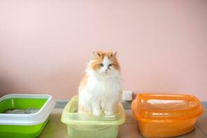 A fluffy cat is testing a cat litter. Tray with clumping filler photo