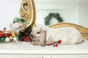 A gray lop-eared rabbit sits in a Christmas decor near a glass photo