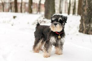 A black and silver schnauzer with an addressee on a red collar walks in the snow and looks away photo