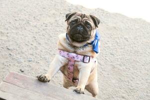 A cute pug is trying to climb the steps. Dog in a harness. Pug on the stairs photo
