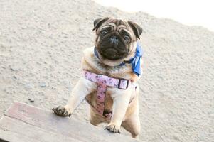 A cute pug is trying to climb the steps. Dog in a harness. Pug on the stairs photo