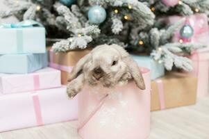 Cute lop-eared rabbit is sitting in a round pink box under the Christmas tree with gifts photo
