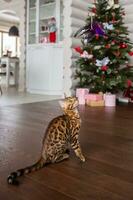 un bengalí gato es sentado en el vivo habitación cerca el Navidad árbol con regalos foto