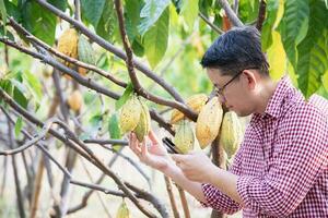 fruit gardener study cacao plantation photo