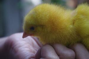 Colored chicks for pets photo