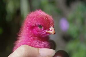 Colored chicks for pets photo