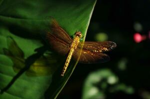 A close up picture of The Yellow Grasshawk, or Common Parasol or Grasshawk dragonfly or Neurothemis fluctuans photo