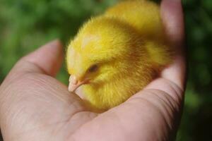 Colored chicks for pets photo