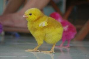 Colored chicks for pets photo