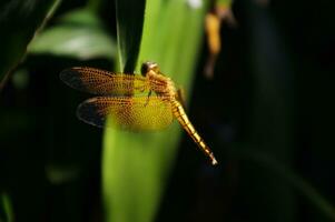 A close up picture of The Yellow Grasshawk, or Common Parasol or Grasshawk dragonfly or Neurothemis fluctuans photo