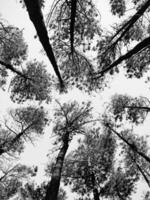 Pine trees towering into the sky photo