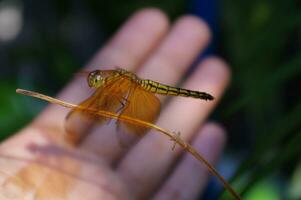 un cerca arriba imagen de el amarillo halcón de hierba, o común sombrilla o halcón de hierba libélula o neurotemis fluctúa foto