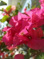 Paper flowers or bougainvillea photo