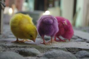 Colored chicks for pets photo