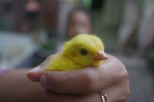 Colored chicks for pets photo