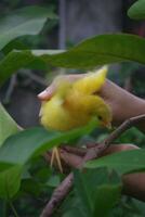 Colored chicks for pets photo