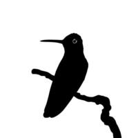 Perched Hummingbird Silhouette, can use Art Illustration, Website, Logo Gram, Pictogram or Graphic Design Element. Vector Illustration