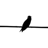 Perched Hummingbird Silhouette, can use Art Illustration, Website, Logo Gram, Pictogram or Graphic Design Element. Vector Illustration