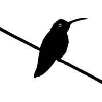 Perched Hummingbird Silhouette, can use Art Illustration, Website, Logo Gram, Pictogram or Graphic Design Element. Vector Illustration