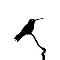 Perched Hummingbird Silhouette, can use Art Illustration, Website, Logo Gram, Pictogram or Graphic Design Element. Vector Illustration