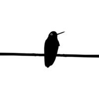 Perched Hummingbird Silhouette, can use Art Illustration, Website, Logo Gram, Pictogram or Graphic Design Element. Vector Illustration