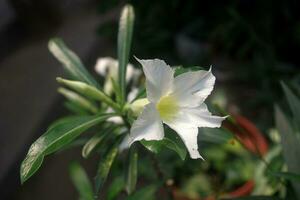 Adenium flower or Adenium obesum flower photo