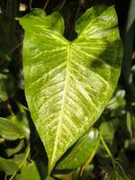 Leaf of Arrowhead plant or Syngonium photo